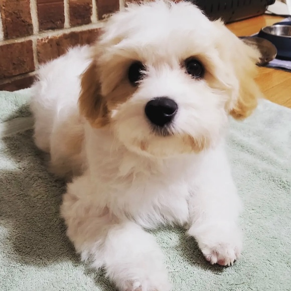 Meet your Posher, Karyn - Picture 1 of 1